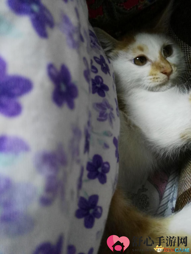 一位女生独立开发制作的吸猫作品《橘猫的一天》